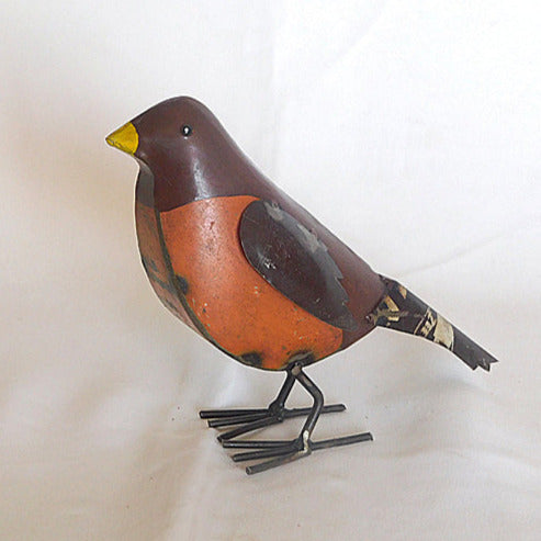 robin red breast bird